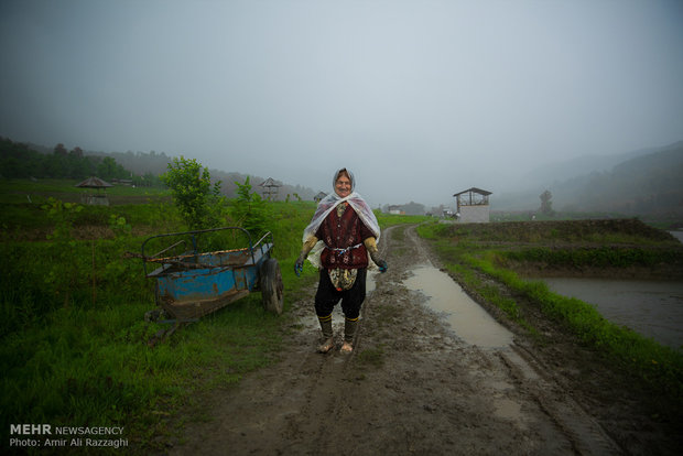 نشاء برنج در شهرستان سواد کوه