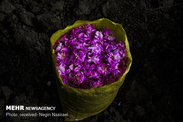 برداشت گل محمدی از مزارع مازندران