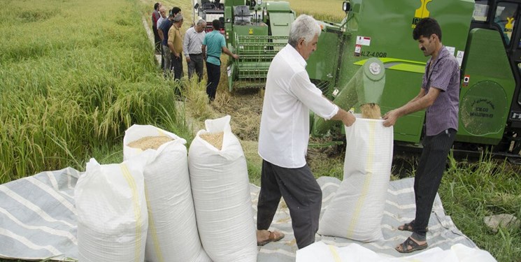 لغو ممنوعیت فصلی واردات برنج در سال جاری+سند
