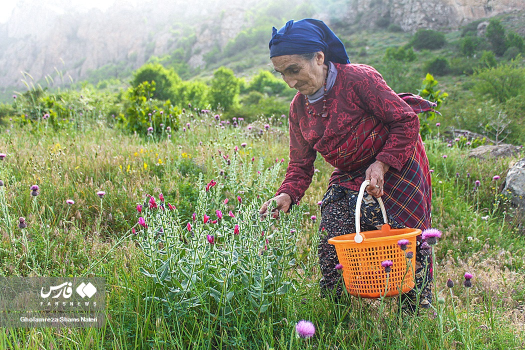 مشارکت زنان در فعالیتهای کشاورزی برخی آمارهای غیر رسمی حاکی است آنان به میزان 60 درصد در زراعت برنج، 90 درصد در تولید سبزی و صیفی، 50 درصد در زراعت پنبه و دانه های روغنی و 30 درصد در امور داشت باغها مشارکت دارند.