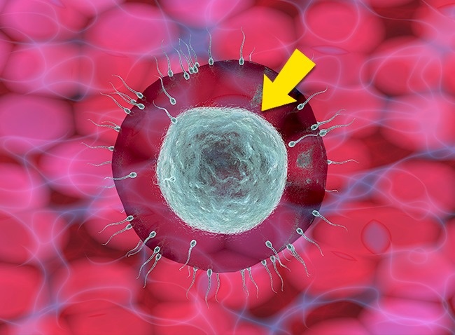 مصرف تخم مرغ