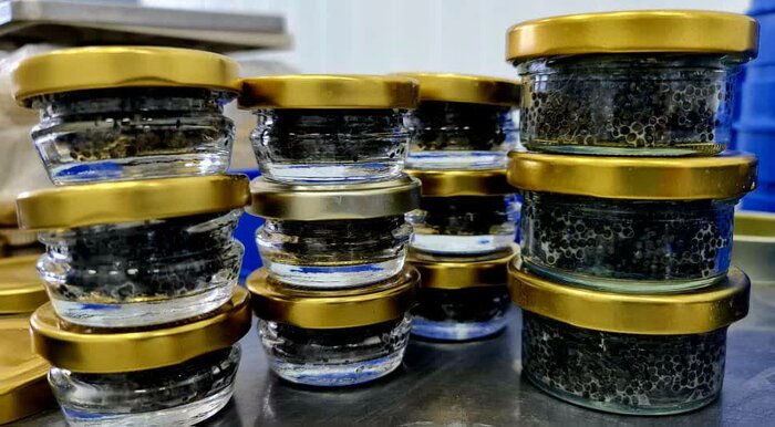 صادرات خاویار بابلسر به ۳۲ کشور جهان، نمونه حمایت دولت از اقتصاد دریامحور