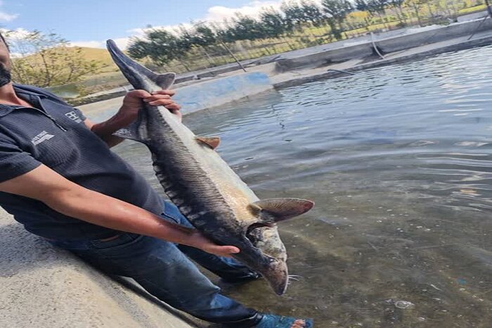 صادرات خاویار بابلسر به ۳۲ کشور جهان، نمونه حمایت دولت از اقتصاد دریامحور