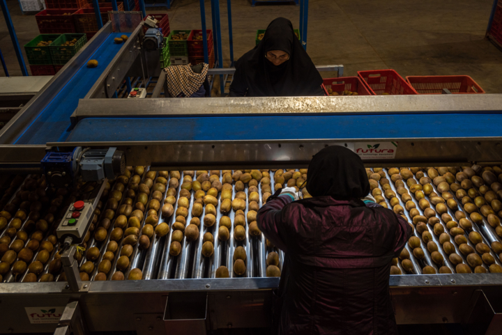 ۲۹ هزار تن کیوی و مرکبات از مازندران به خارج کشور صادر شد