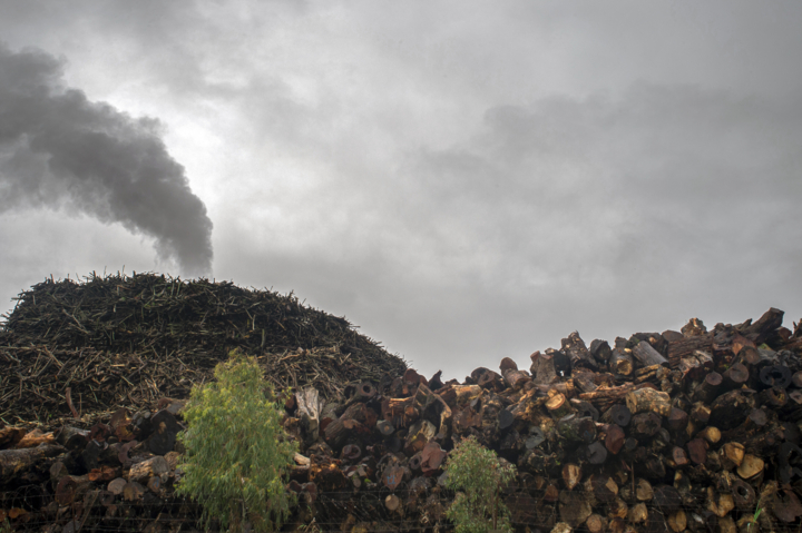 باند قاچاق چوب در نوشهر منهدم شد