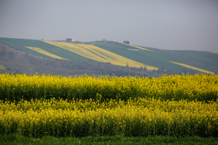 کشت دانه روغنی &laquo;کاملینا&raquo; گامی برای سازگاری با کم&zwnj;آبی در شرق مازندران