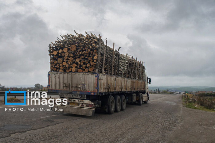 شبکه سازمان‌یافته قاچاق چوب در آمل منهدم شد