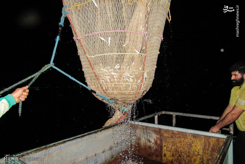 صید ماهی کیلکا در دریای خزر