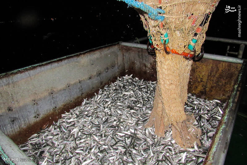 صید ماهی کیلکا در دریای خزر
