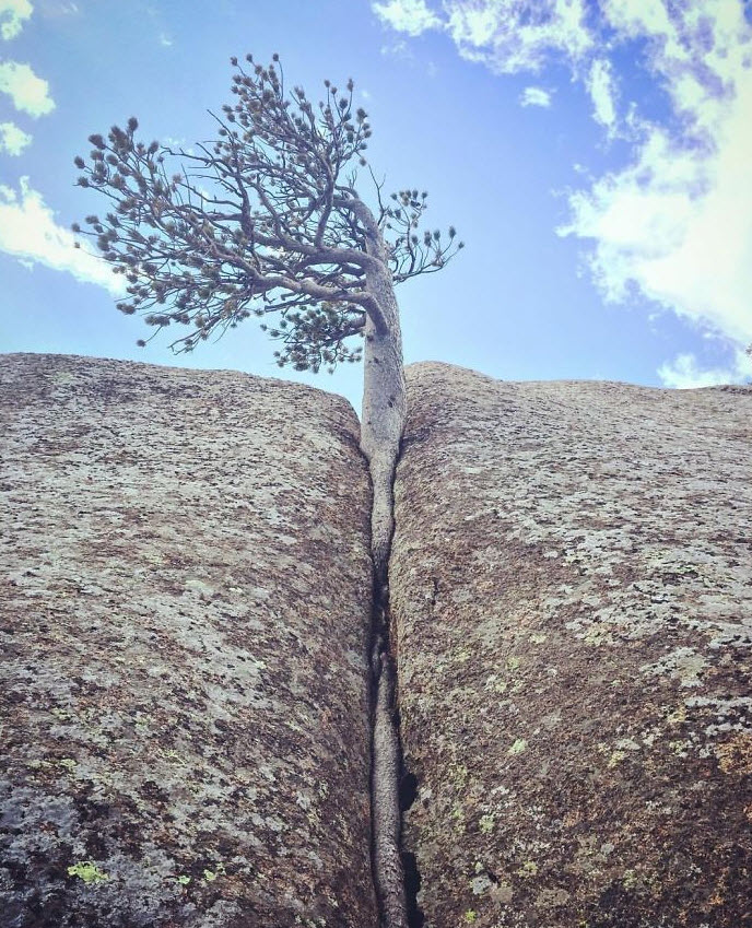 درخت‌هایی که با سخن می گویند!