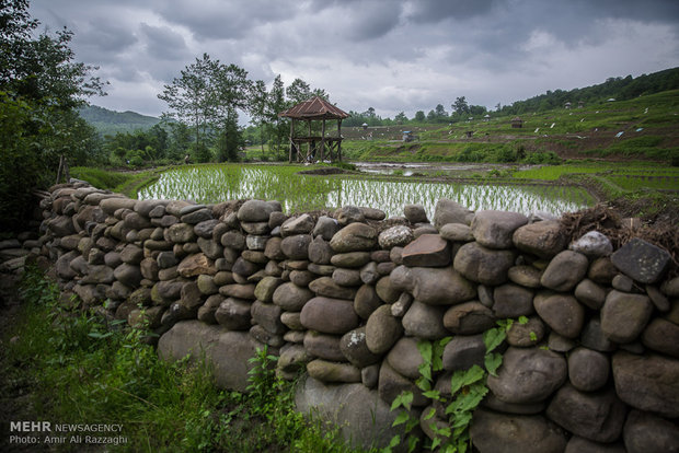 نشاء برنج در شهرستان سواد کوه