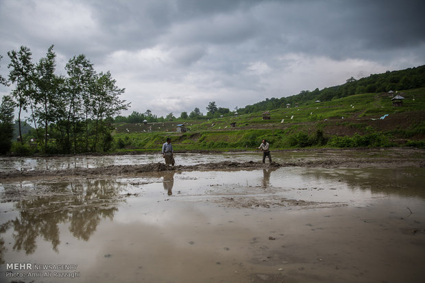 نشاء برنج در شهرستان سواد کوه