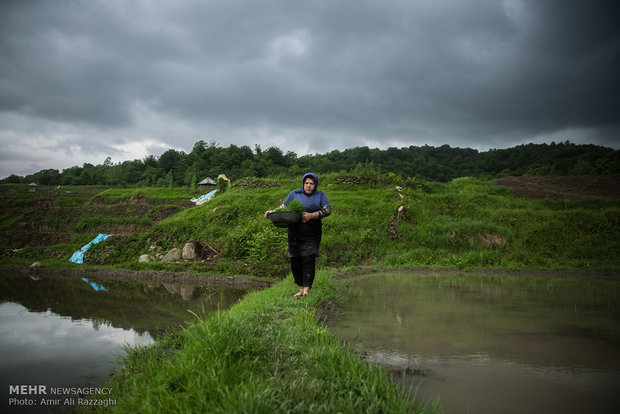 نشاء برنج در شهرستان سواد کوه