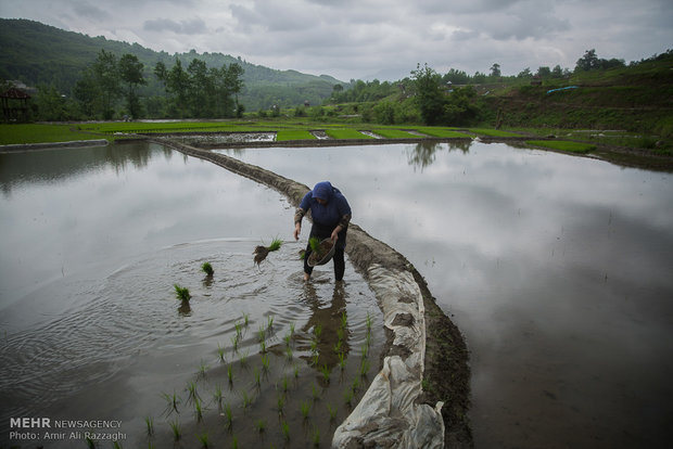 نشاء برنج در شهرستان سواد کوه