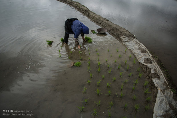 نشاء برنج در شهرستان سواد کوه