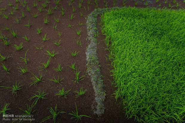 نشاء برنج در شهرستان سواد کوه