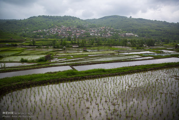 نشاء برنج در شهرستان سواد کوه