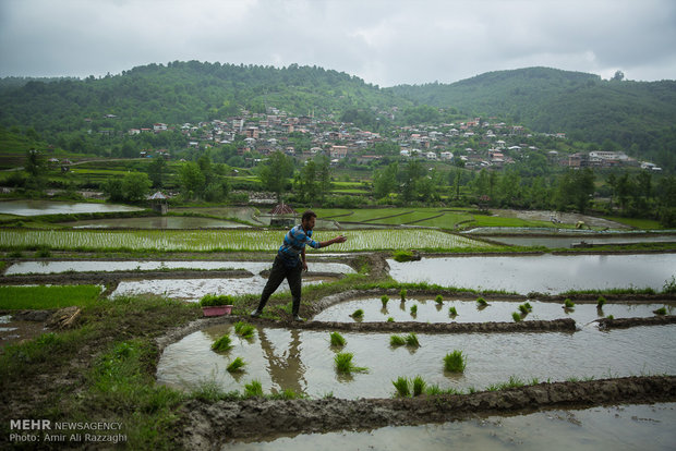 نشاء برنج در شهرستان سواد کوه