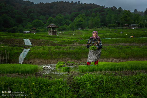 نشاء برنج در شهرستان سواد کوه