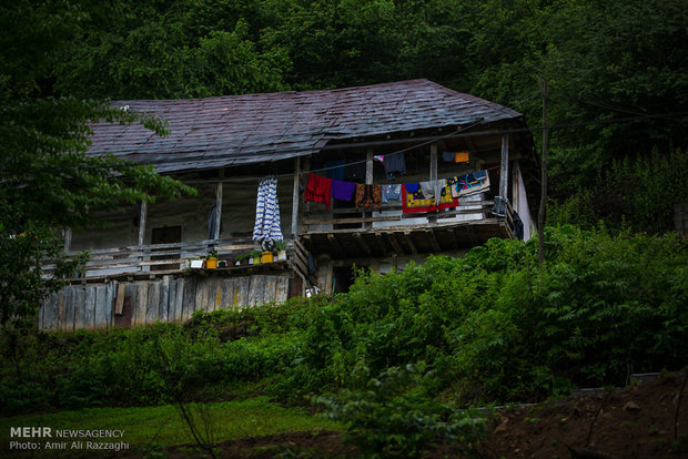 نشاء برنج در شهرستان سواد کوه