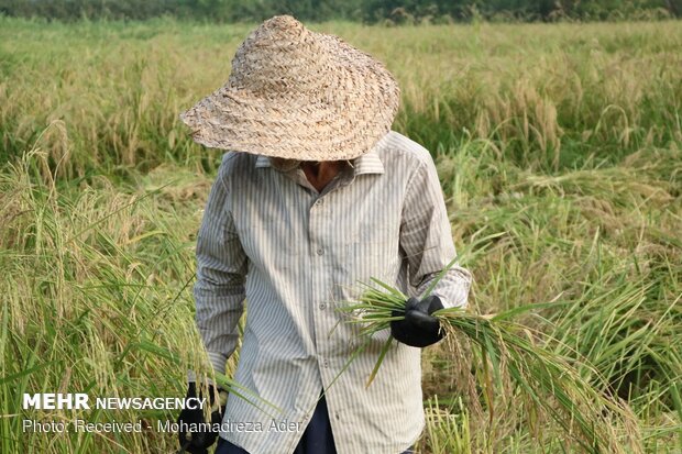 برداشت برنج در روستاهای آستانه اشرفیه