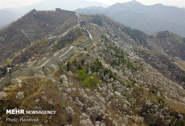 تصاویر دیدنی از دیوار چین در بهار