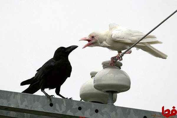 عکس: کلاغ سفید و خروس سیاه !