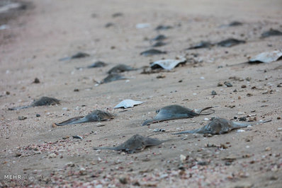 تصاویر: مرگ سفره ماهی‌ها در ساحل قشم/ تصاویر