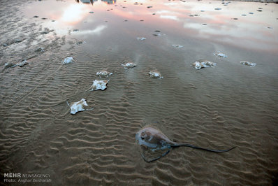 تصاویر: مرگ سفره ماهی‌ها در ساحل قشم/ تصاویر