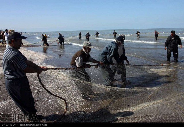 صید ماهیان استخوانی دریای خزر (عکس)