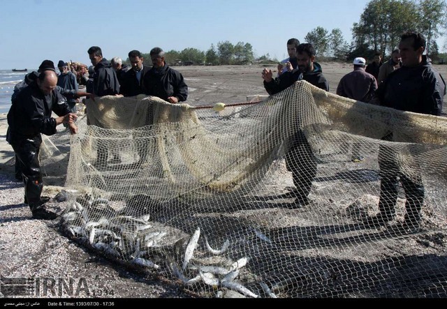 صید ماهیان استخوانی دریای خزر (عکس)