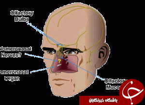 اعضای بی استفاده در بدن انسان+ تصاویر