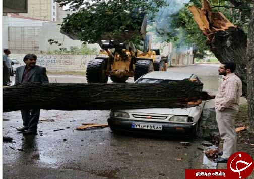 سقوط درخت روی خودرو پراید + تصاویر
