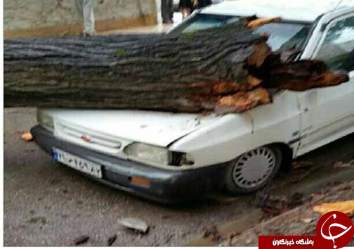 سقوط درخت روی خودرو پراید + تصاویر