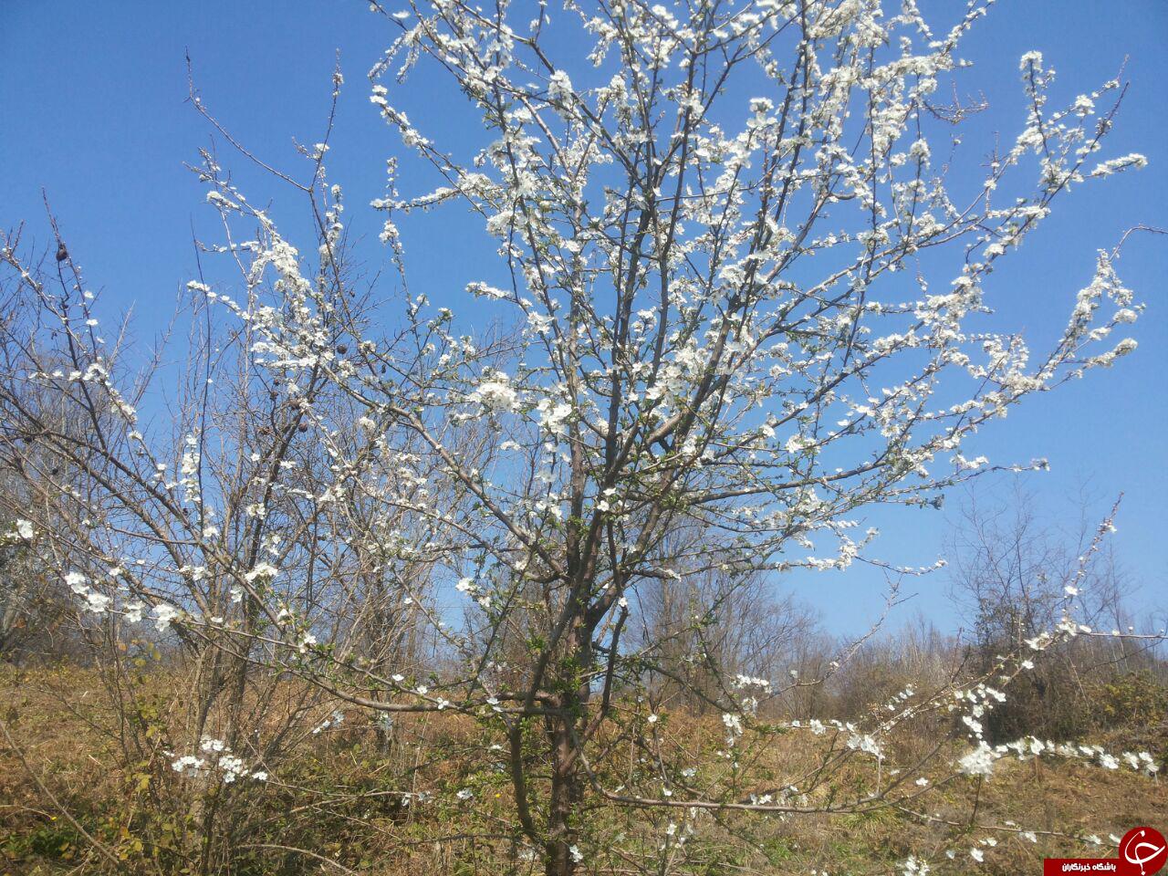 نمایی زیبا از شکوفه دادن درختان + تصاویر