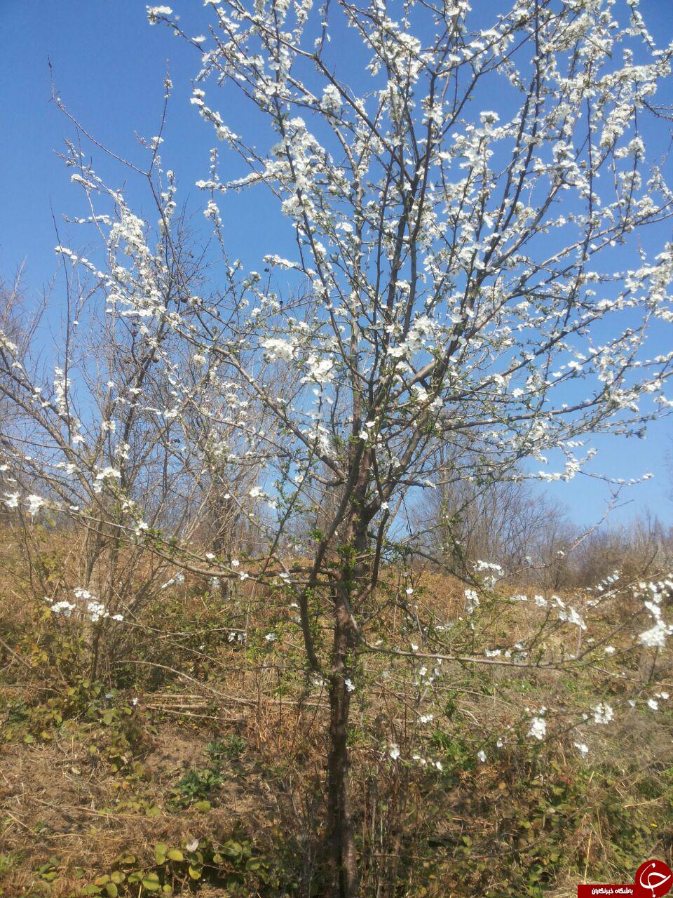 نمایی زیبا از شکوفه دادن درختان + تصاویر