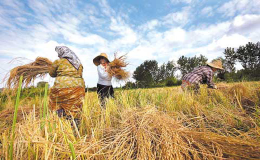 روزهای خوش برنج های شمال و شالیکاران با ممنوعیت عرضه و فروش برنج های وارداتی در بازار