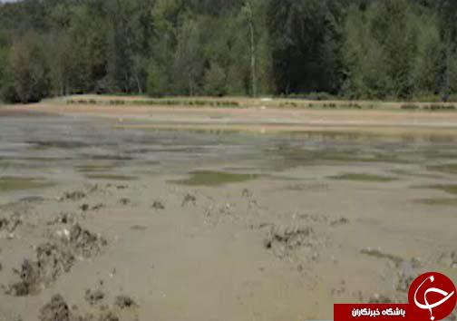 خشکسالی در کمین شالیزار‌های مازندران