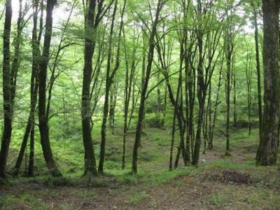 درخواست طاهايي از رييس جمهور براي جنگل هاي شمال