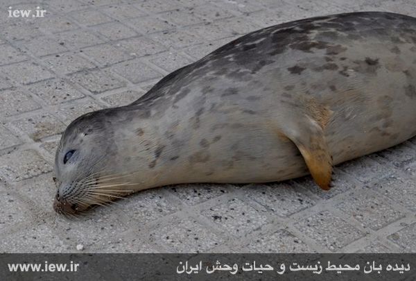 یک فک خزری در تور صیادان بندر ترکمن تلف شد