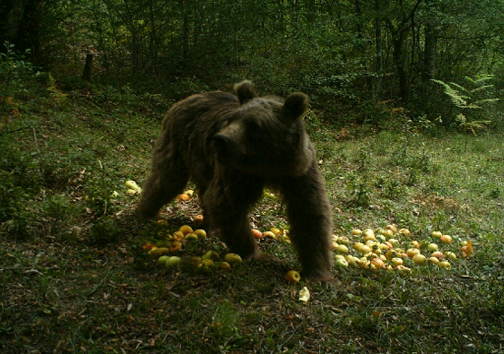 امدادرسانی محیط بانان مازندرانی به خرس‌های گرسنه +تصاویر