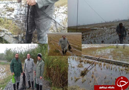 دستگیری شکارچیان غیرمجاز در ۳ شهر مازندران + تصاویر دستگیری شکارچیان غیرمجاز در ۳ شهر مازندران + تصاویر