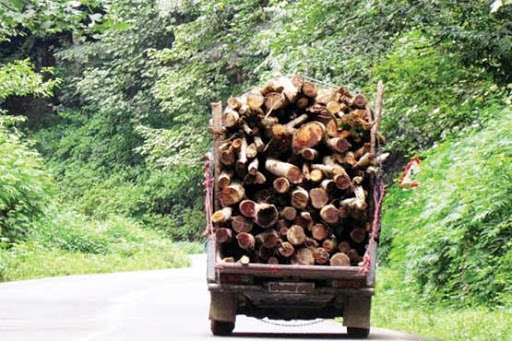 کشف 7 تن چوب جنگلي قاچاق در نور - پایگاه خبری تحلیلی مازندرانه