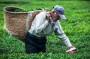برداشت برگ سبز چای در استان گیلان استان آغاز شده است. پیش‌بینی می‌شد تولید چای امسال نسبت به سال گذشته حدود ۱۵ درصد افزایش یابد، در حالی که در حال حاضر گفته می‌شود، بر اثر خشکسالی سال گذشته بوته‌های چای دچار آسیب شده و احتمال کاهش برداشت برگ سبز چای نسبت به گذشته وجود دارد.