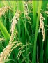 رئیس سازمان جهاد کشاورزی مازندران با اشاره به پایین بودن سطح زیرکشت اراضی گندم و جو در استان پیشنهاد داد فرهنگ زکات برنج در استانهای شمالی کشور ترویج شود...