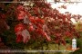 پاییز با آمدنش جنگل سبز مرکز مازندران را به رنگین‌کمان تبدیل می‌کند، گویی که تمام برگ‌های درختان نقاشی شده‌اند که این منظره جلوه زیبایی به طبیعت می‌بخشد.