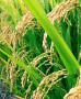 برنج بعد از گندم به عنوان استراتژيك‌ترين محصول كشاورزي شناخته مي‌شود، اما به دليل ركود در بازار توليد داخلي اين محصول و زيان كشاورزان در سال‌هاي اخير، زنگ خطر براي نابودي آن به صدا در آمده است.