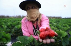 آغاز برداشت توت فرنگی در روستای “روشندان” بهنمیر