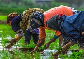 مرگ زن شالیکار بر اثر برخورد صاعقه حین کار
