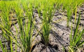 خطر خشکسالی بیخ گوش مازندران / مجوز کشت دوم برنج صادر نشود